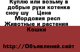 Куплю или возьму в добрые руки котенка сноу-шу  › Цена ­ 2 000 - Мордовия респ. Животные и растения » Кошки   